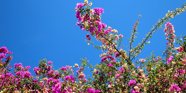 Rosa Bougainville Rosa Bougainville