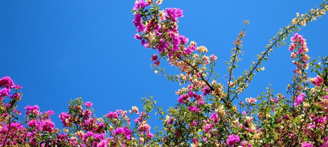 Rosa Bougainville Bild auf Leinwand