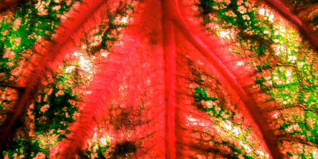 Rotes Blatt Rotes Blatt