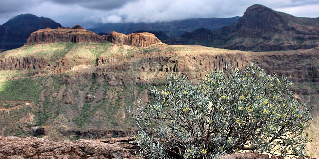 Strauch am Canyon