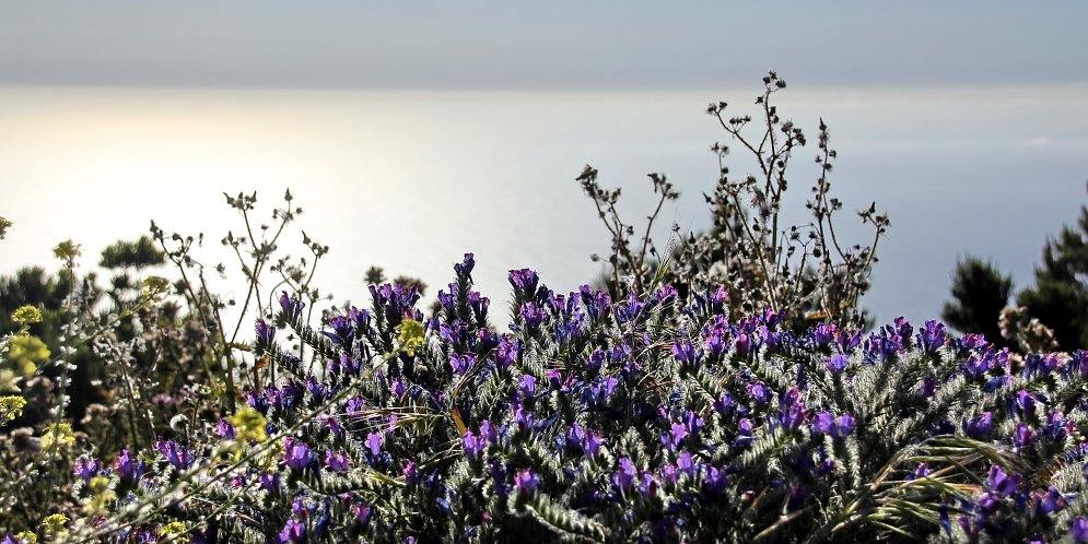 Wilde Bluetenpflanzen Leinwand