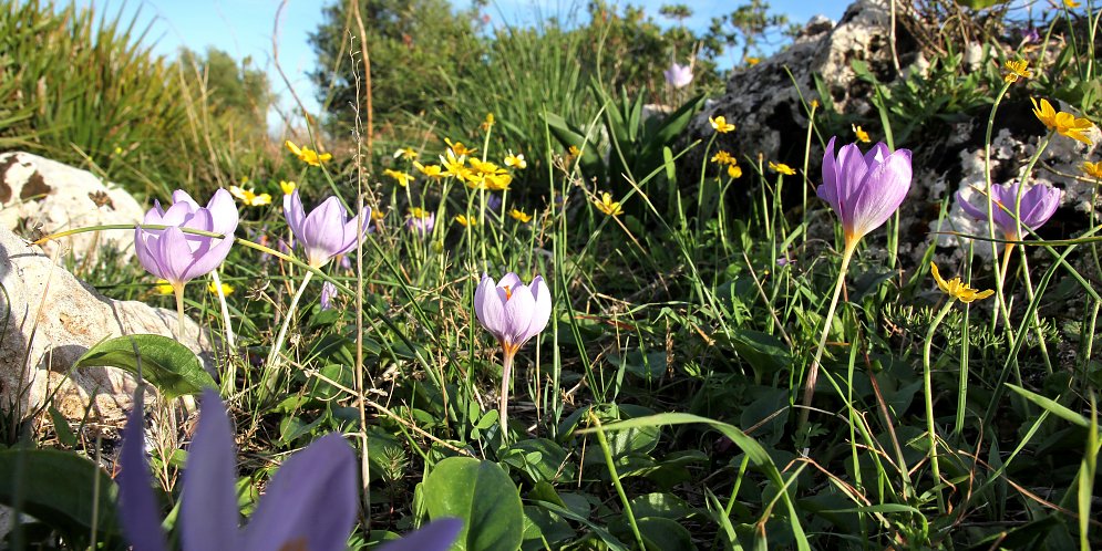 Wilde Blumen Leinwand