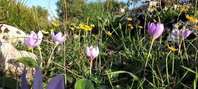 Wilde Blumen Bild auf Leinwand