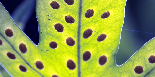 Wissenschaft Wissenschaft