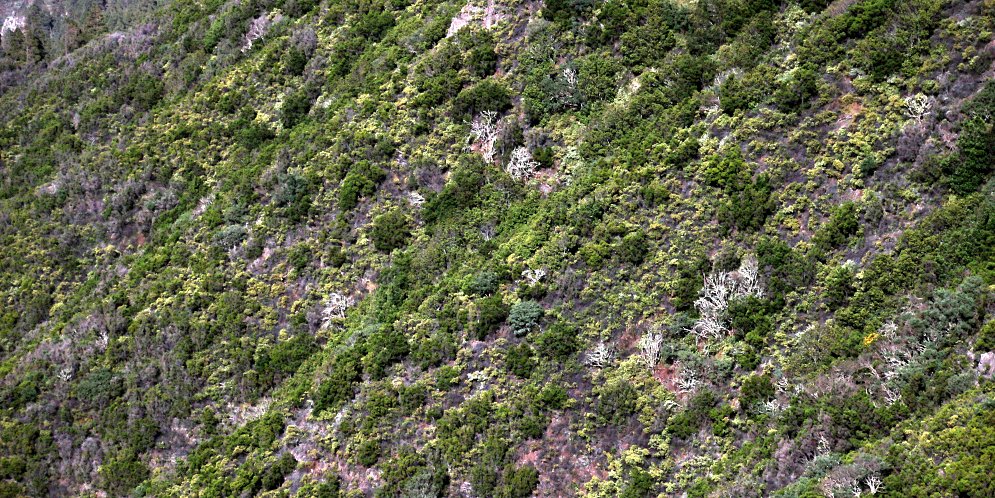 Wucher Bild auf Leinwand Wucher Leinwand