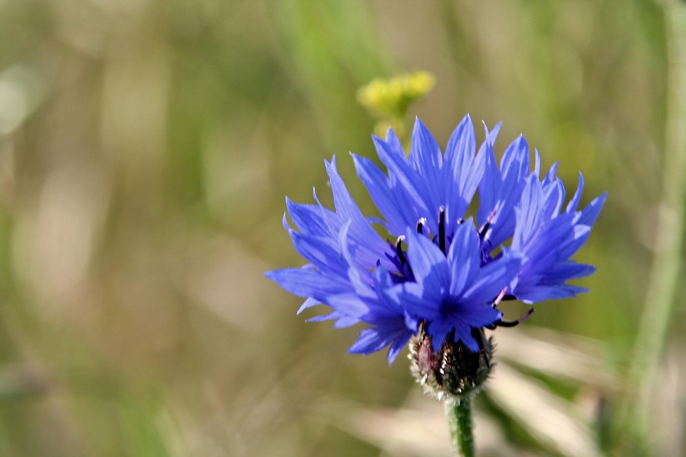 Blumen Leinwand