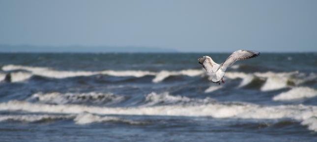 Usedom Wellen Bild auf Leinwand