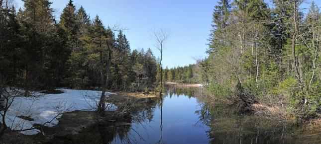 Bach im Bergwald Bild auf Leinwand