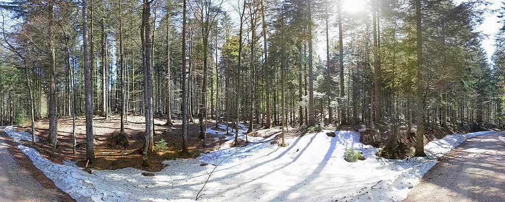 Bergwald im Fruehjahr Leinwand