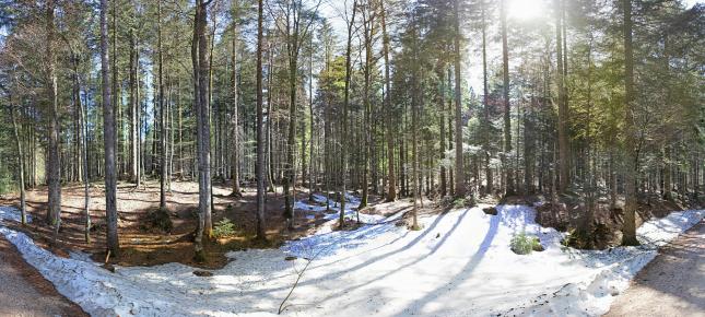 Bergwald im Fruehjahr Bild auf Leinwand