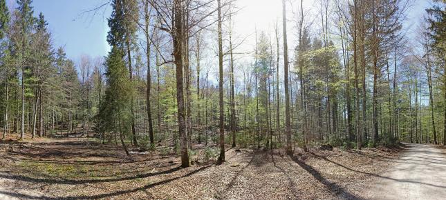 Bergwald Bild auf Leinwand