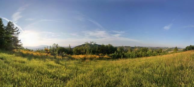 Bluehende Landschaft Bild auf Leinwand