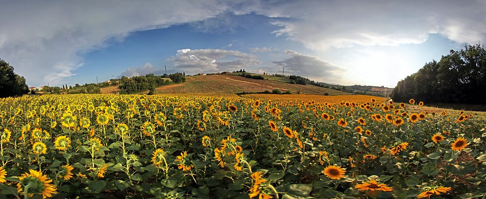 Blueten Toscana Leinwand