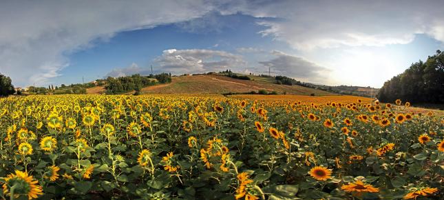 Blueten Toscana Bild auf Leinwand