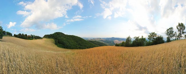 Getreidefeld Landschaft