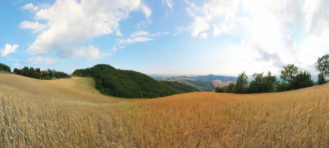 Getreidefeld Landschaft Bild auf Leinwand