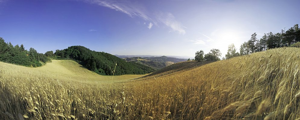 Getreidefeld Leinwand