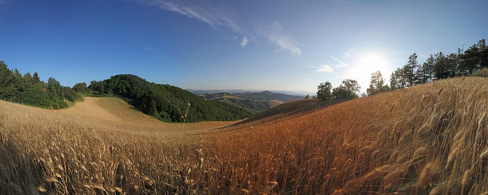 Kornfelder Leinwand