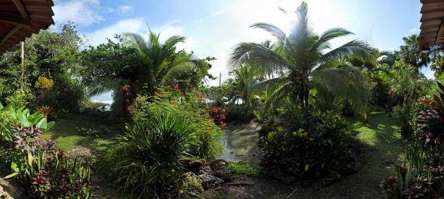 Palmengarten Bild auf Leinwand