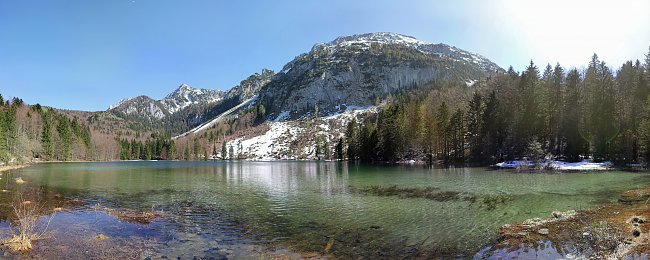 Tannen am Bergsee