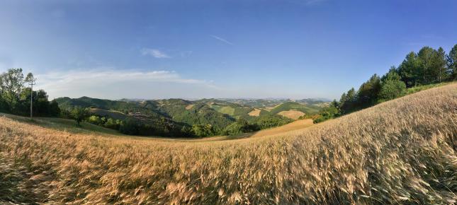 Toscana Felder Bild auf Leinwand
