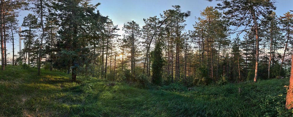 Wald in Italien Leinwand