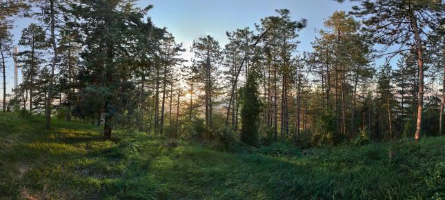 Wald in Italien Bild auf Leinwand